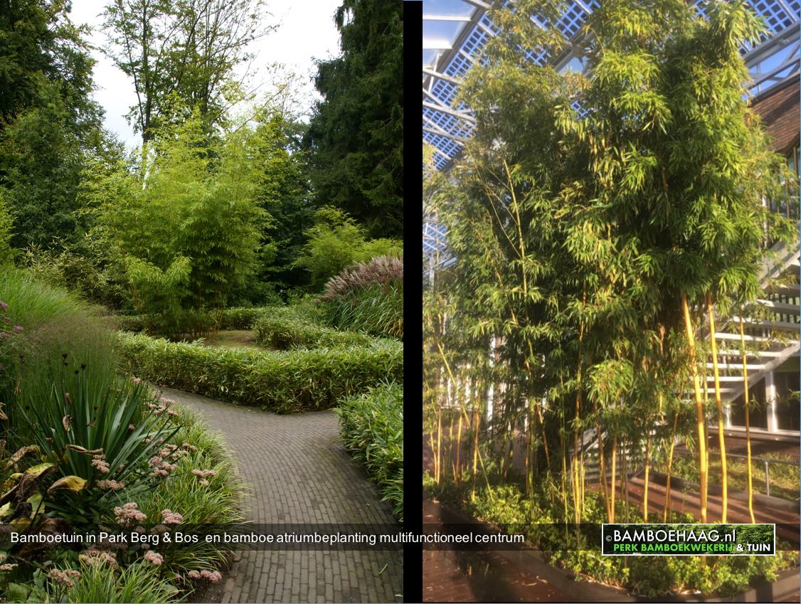 Bamboetuin in Park Berg & Bos  en bamboe atriumbeplanting multifunctioneel centrum